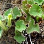 Asarina procumbens Habitus
