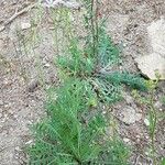 Lactuca perennis Habit