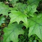 Solanum stramoniifolium Lehti