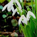 Galanthus elwesii 葉