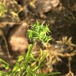 Ranunculus arvensis Frutto