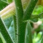 Nicotiana alata Bark