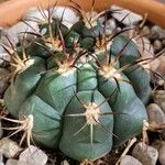 Gymnocalycium pflanzii 葉