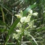 Orchis provincialis Bloem