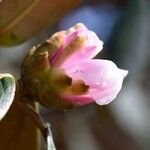 Rhododendron fulvum Blüte