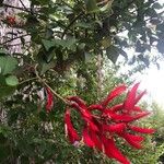 Erythrina herbacea Blomma