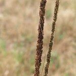 Sporobolus indicus Mbuma