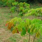 Bobgunnia fistuloides Hábito