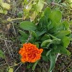 Calendula algeriensisFlor