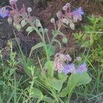 Borago officinalisFlower