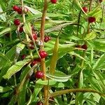 Polygonatum verticillatum 果実