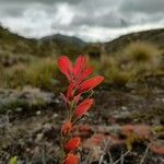 Castilleja integrifolia Квітка