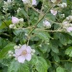 Rubus armeniacus Corteccia