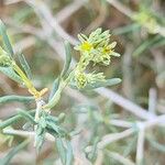 Gymnocarpos decander Flower