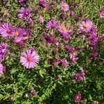 Symphyotrichum novae-angliaeÇiçek