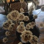 Dendrocalamus strictus Flower