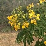 Cassia abbreviata Blomma