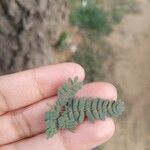 Prosopis cineraria Leaf