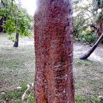 Bursera simaruba 樹皮