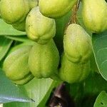 Terminalia bellirica Fruit