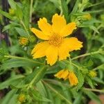 Guizotia abyssinica Blüte
