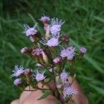 Conoclinium coelestinum Flower