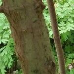 Cinnamomum glanduliferum 树皮