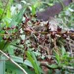 Scleria latifolia Vaisius