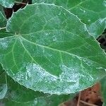 Asarum europaeum Leaf