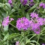 Verbena rigidaŽiedas