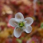 Drosera longifolia 花
