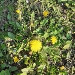 Taraxacum officinaleCvet