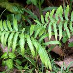 Thelypteris interrupta Vivejo