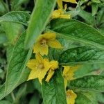 Lysimachia punctataŽiedas