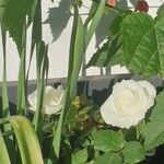Rosa abietina Virág
