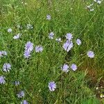 Cichorium intybusBlüte