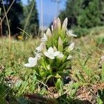 Gentianella ramosa Floare