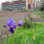 Iris lutescens Habitus