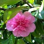 Camellia japonica Kwiat