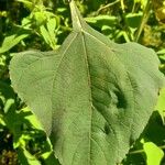 Tithonia tubaeformis Blatt