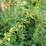Linaria angustissima Прочее