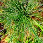 Cyperus prolifer Habit