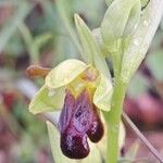 Ophrys fusca ফুল