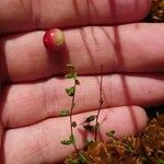 Vaccinium oxycoccos Leaf