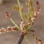 Sclerocarya birrea Цвят