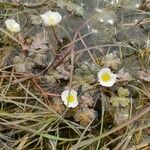 Ranunculus ololeucos Цветок