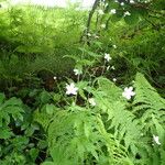 Ranunculus platanifolius Hábito