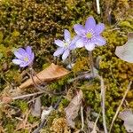 Anemone hepatica花