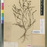 Phyllanthus ampandrandavae Otro