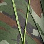 Carex leporina Leaf